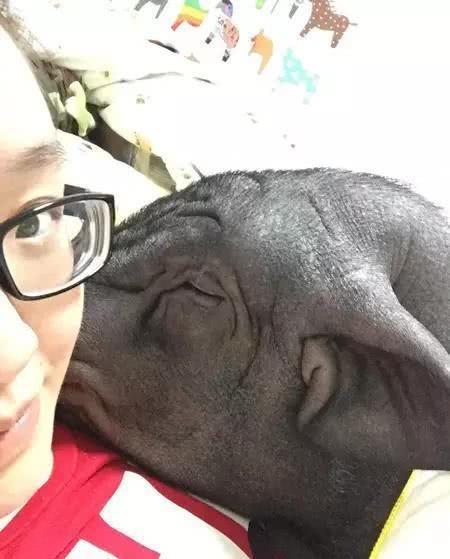 真正的好白菜被猪拱女子宠物猪养到180斤每天同吃同住