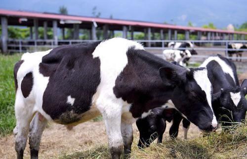 妊娠期奶牛,子宫各部位和胚胎,在各妊娠阶段的变化