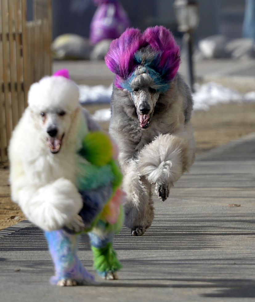 赶时髦!宠物狗做美容被称太帅,走路的姿势都变了