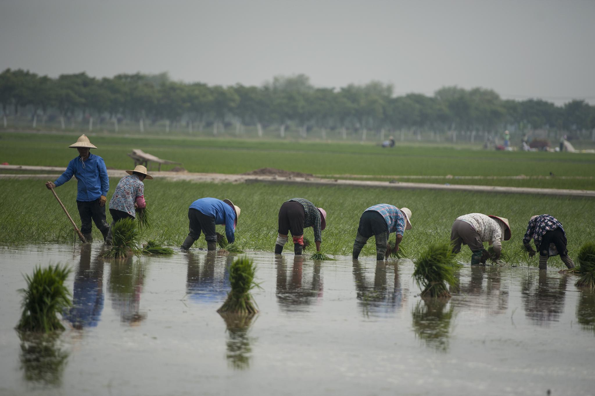 安徽合肥:夏至之前 农民忙插秧|插秧|农民|大圩_新浪新闻