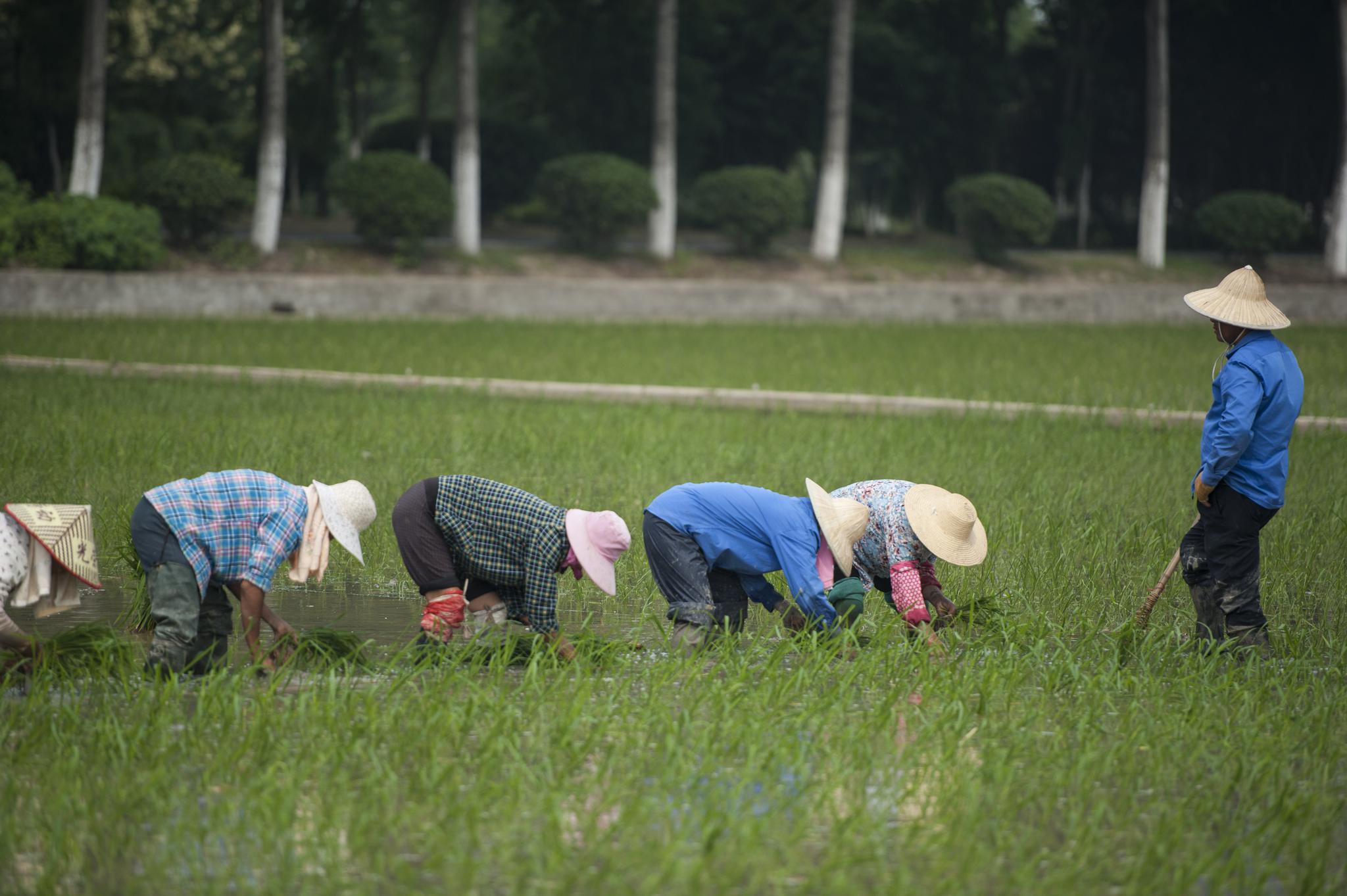 安徽合肥:夏至之前 农民忙插秧