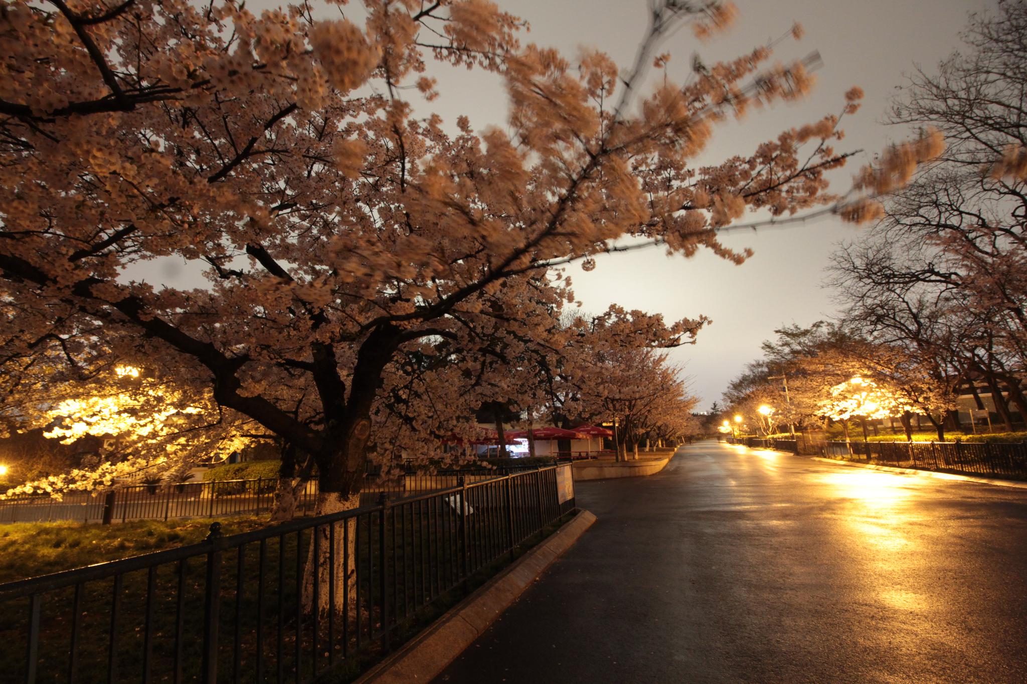 青岛中山公园樱花夜景璀璨迷人,没了拥挤人群似人间仙境