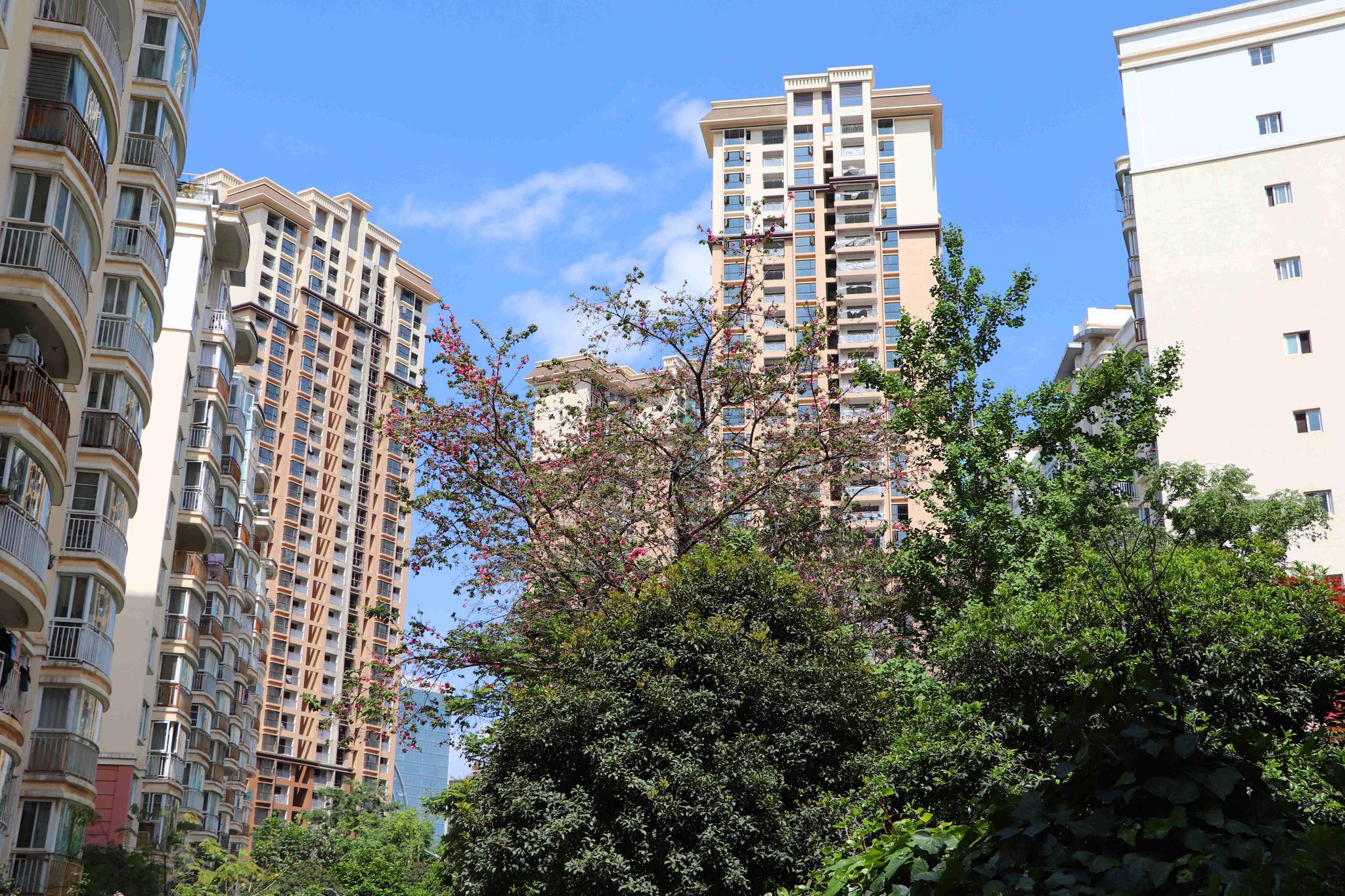 昆明金馨物业:10年守护福康花园小区绿树成荫