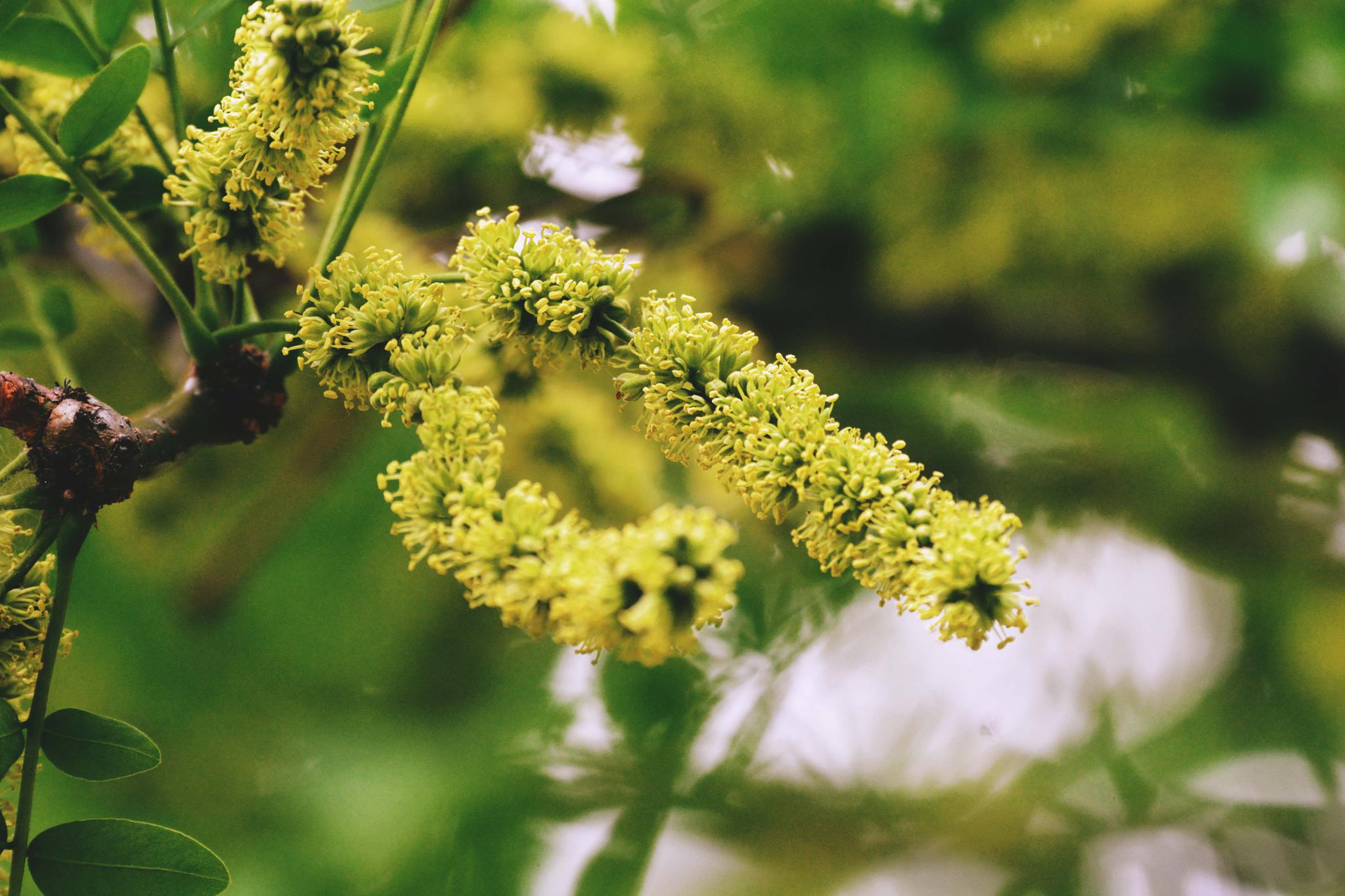 皂角树的花很特别,原创摄影