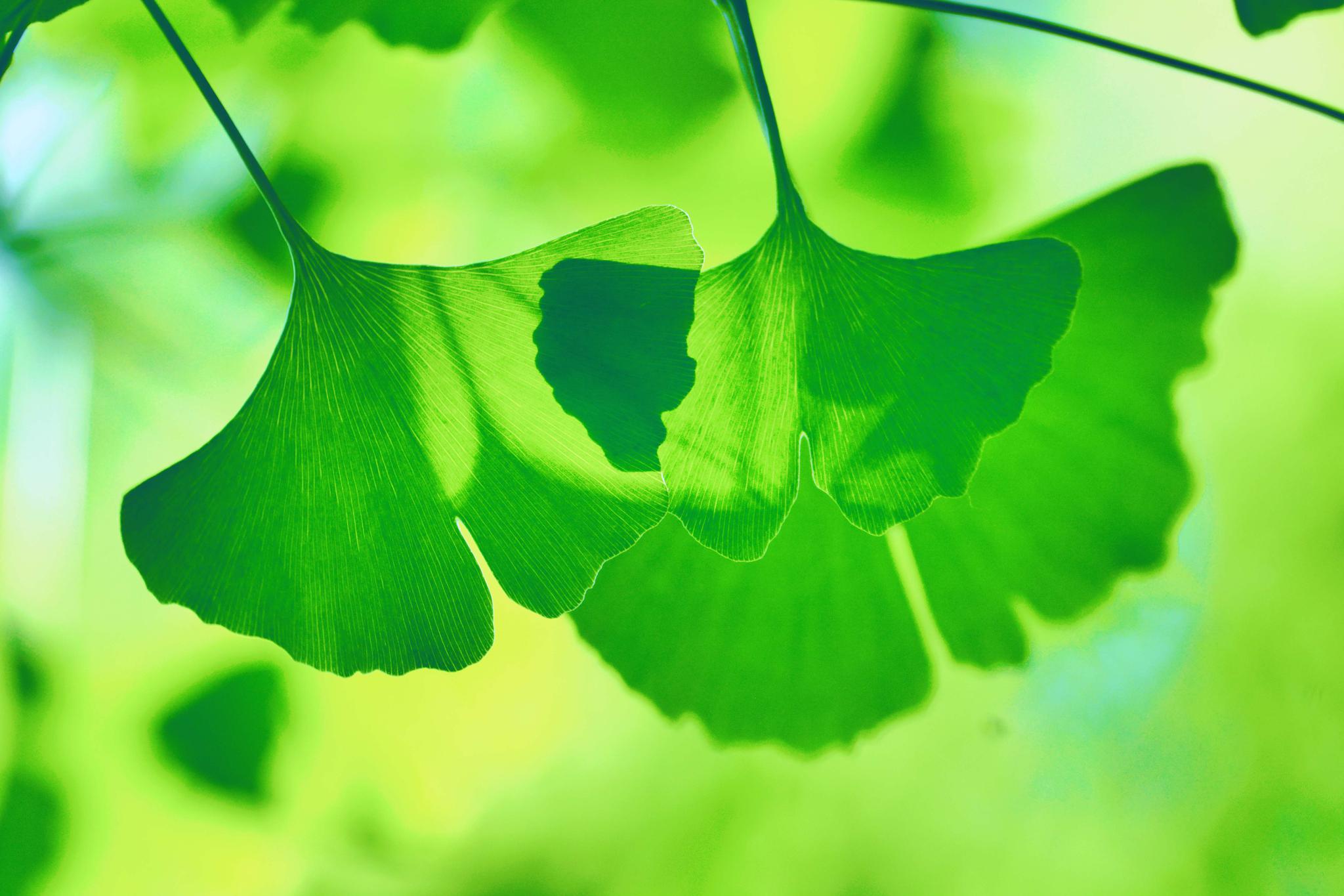 翠绿的银杏叶子,原创摄影