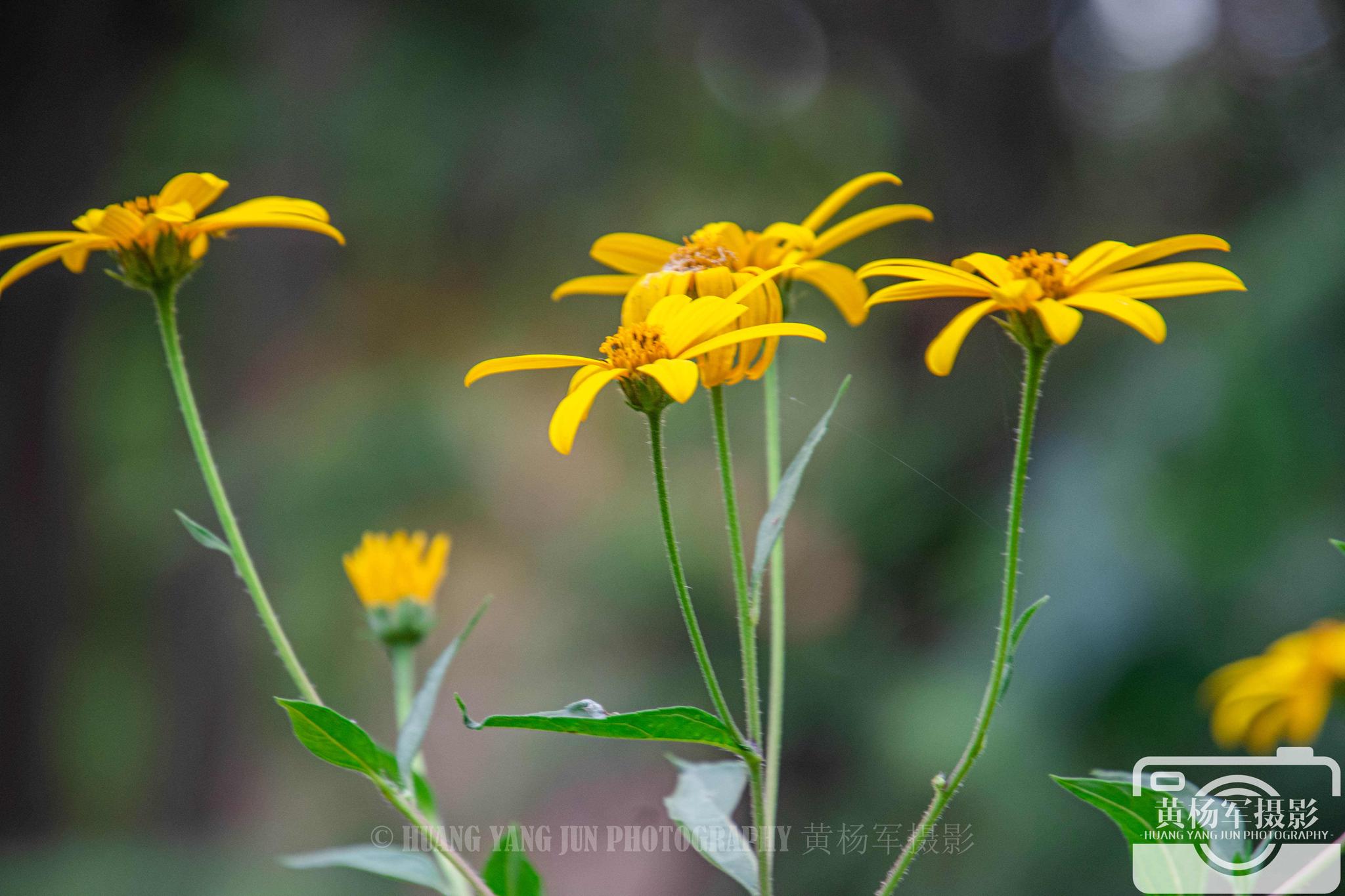 秋日菊芋花盛开的美丽