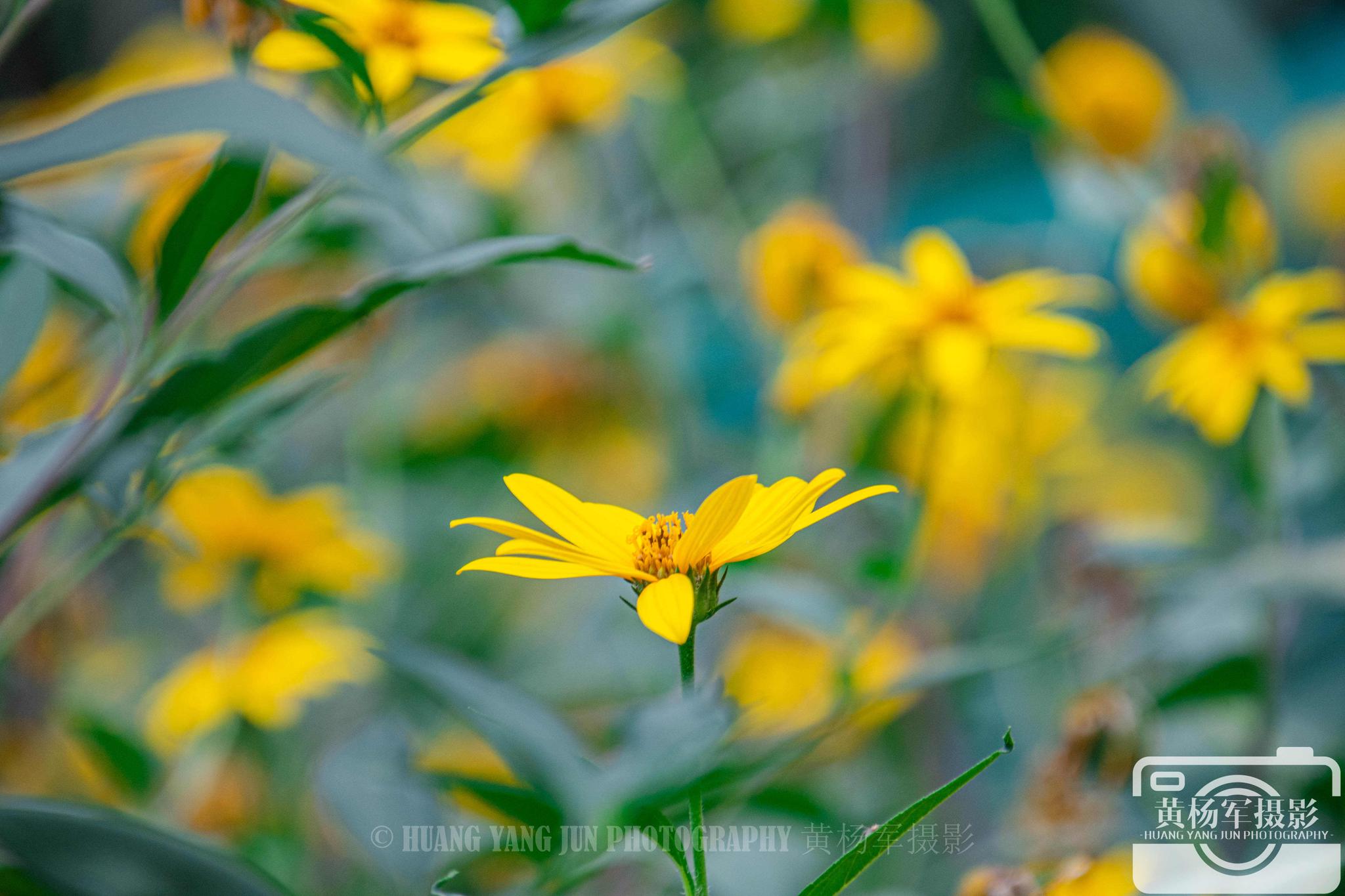 秋日菊芋花盛开的美丽