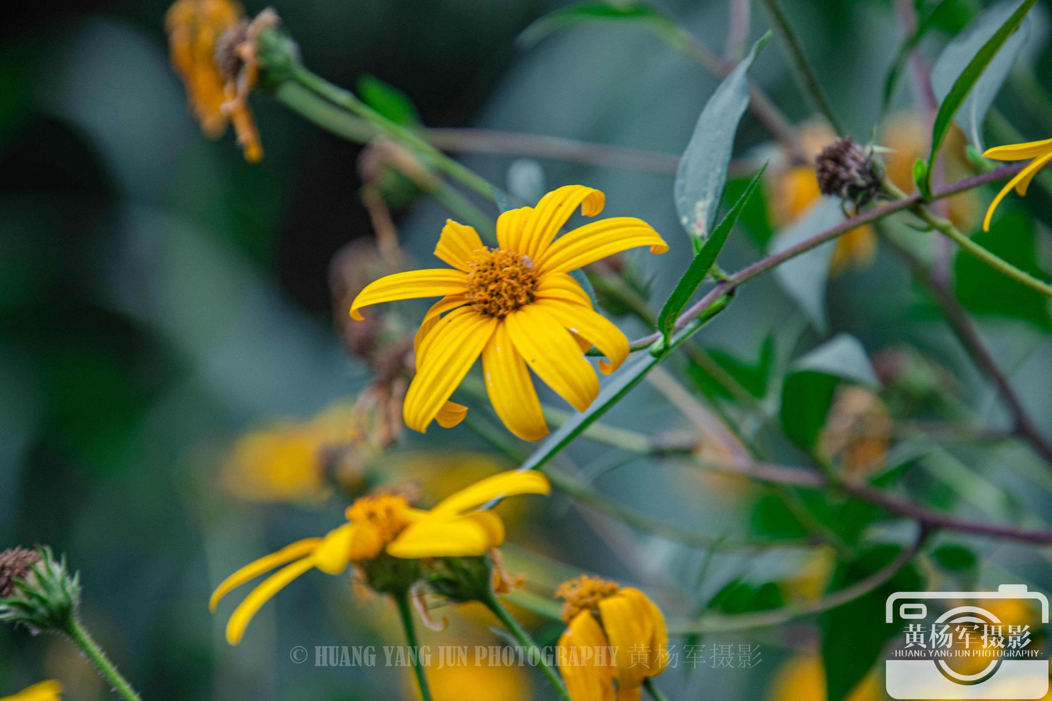秋日菊芋花盛开的美丽