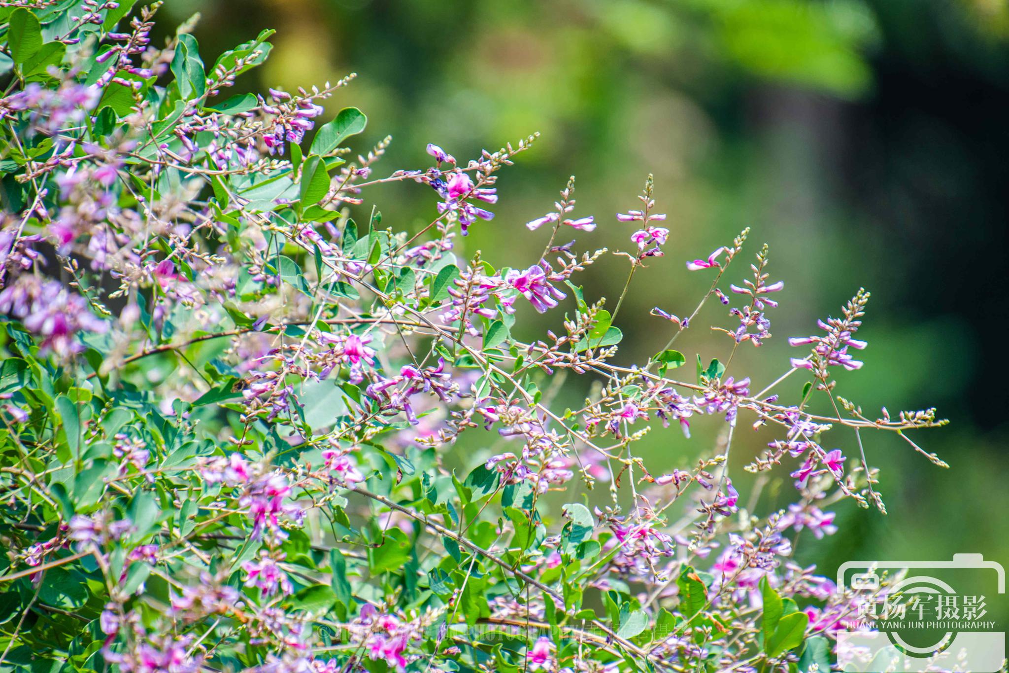 胡枝子花绽放的美艳,山间美丽的花朵