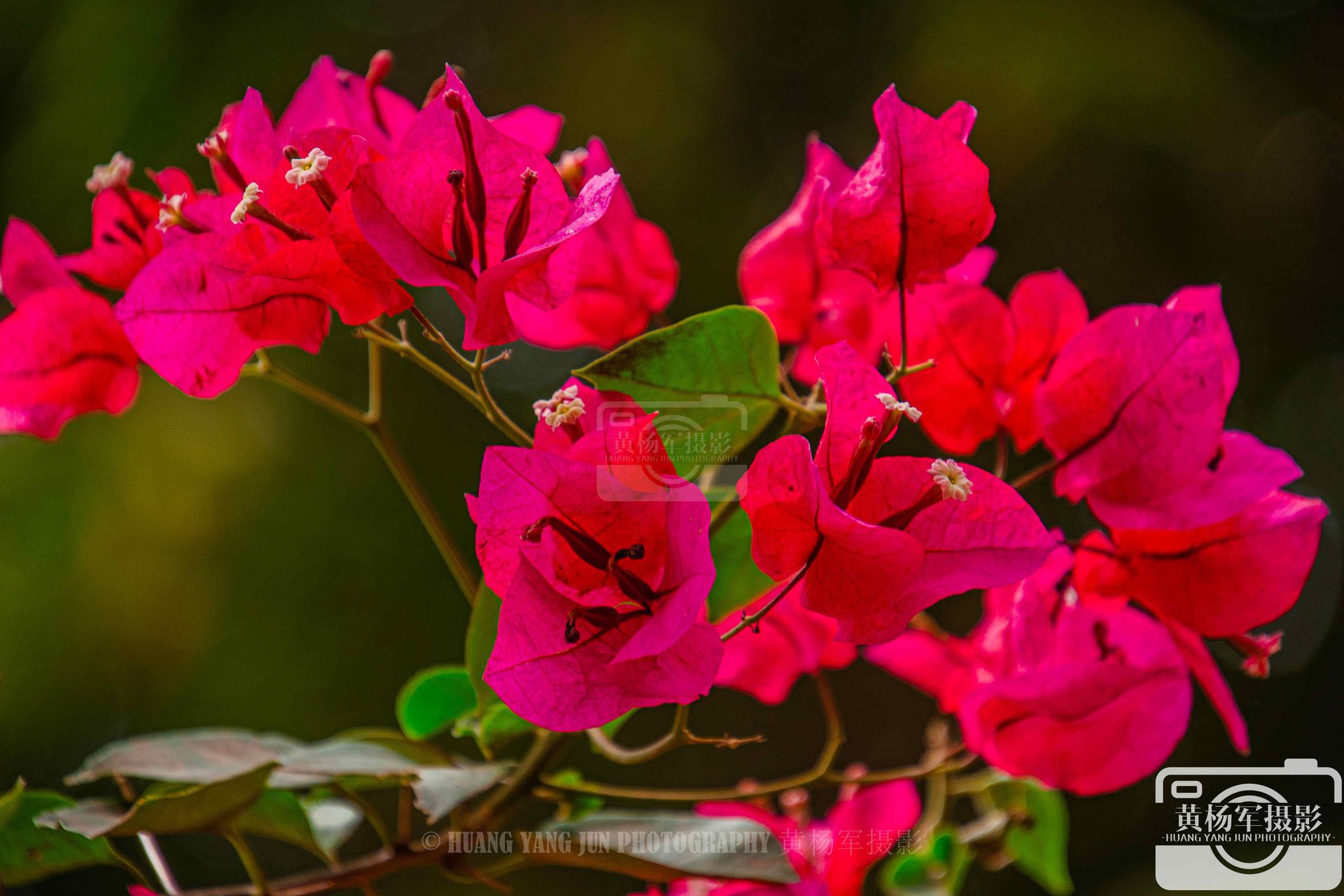 三角梅花秋日里盛开的美艳