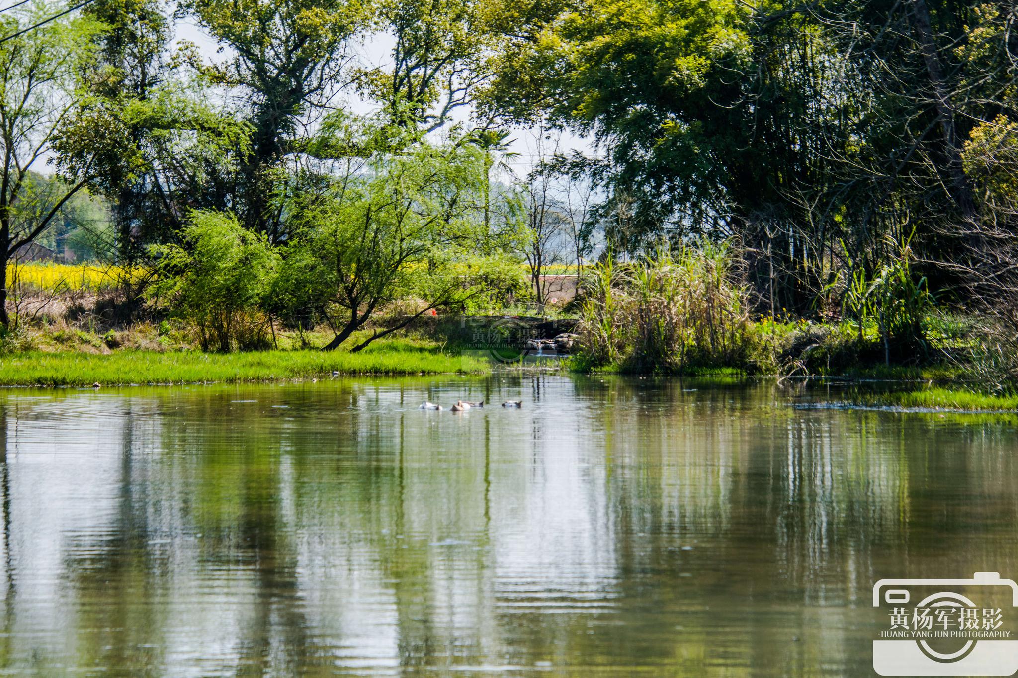 挥之不去的乡愁,池塘里戏水玩耍的鸭子,看看都怎样