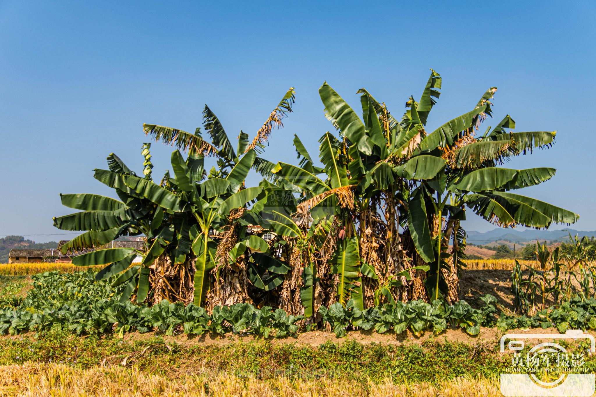 广东南雄灵潭村,房屋前后熟悉的芭蕉林,蓝天下美丽的乡村风光