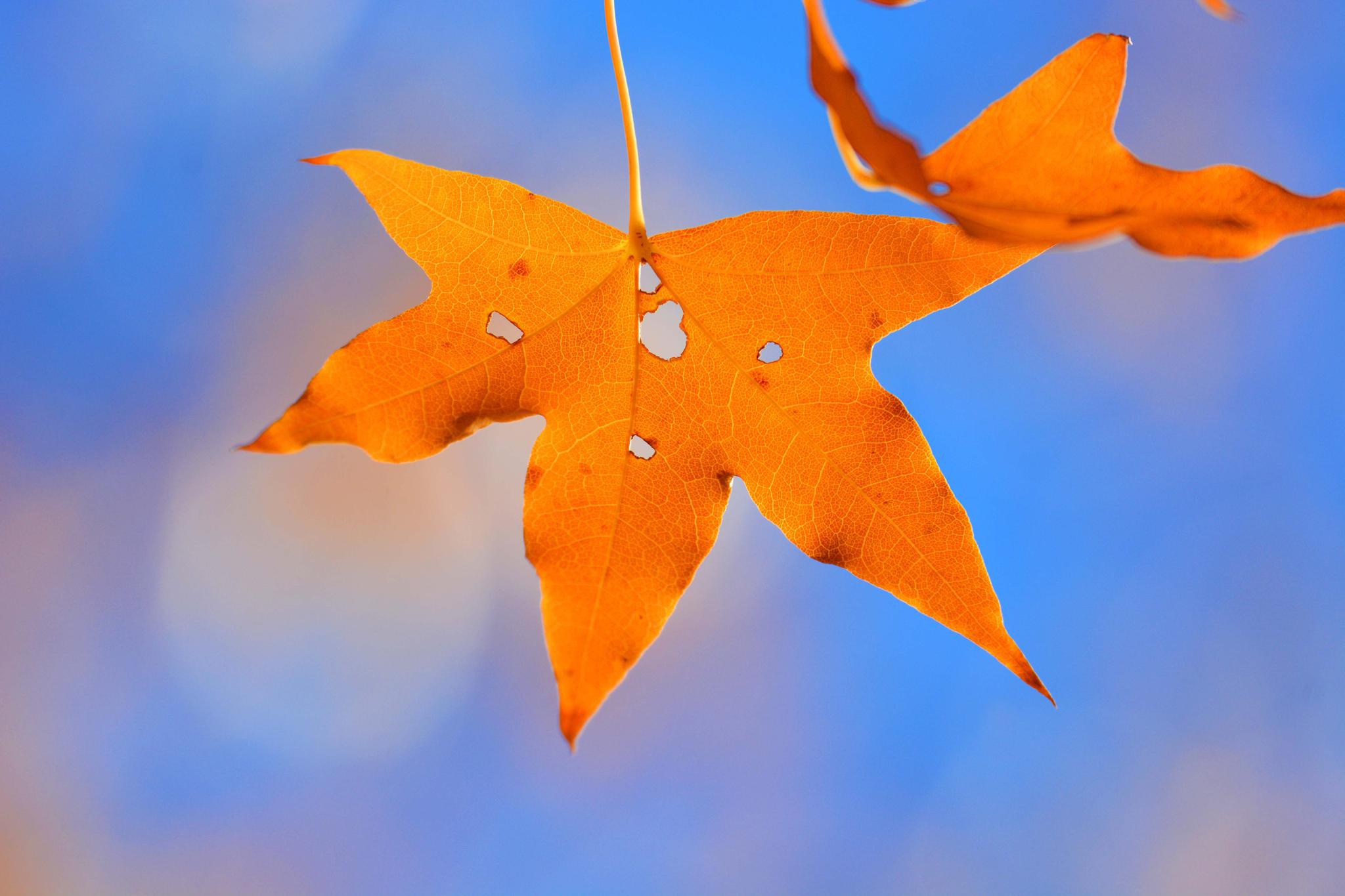 美丽的秋叶美丽的心情,原创拍摄