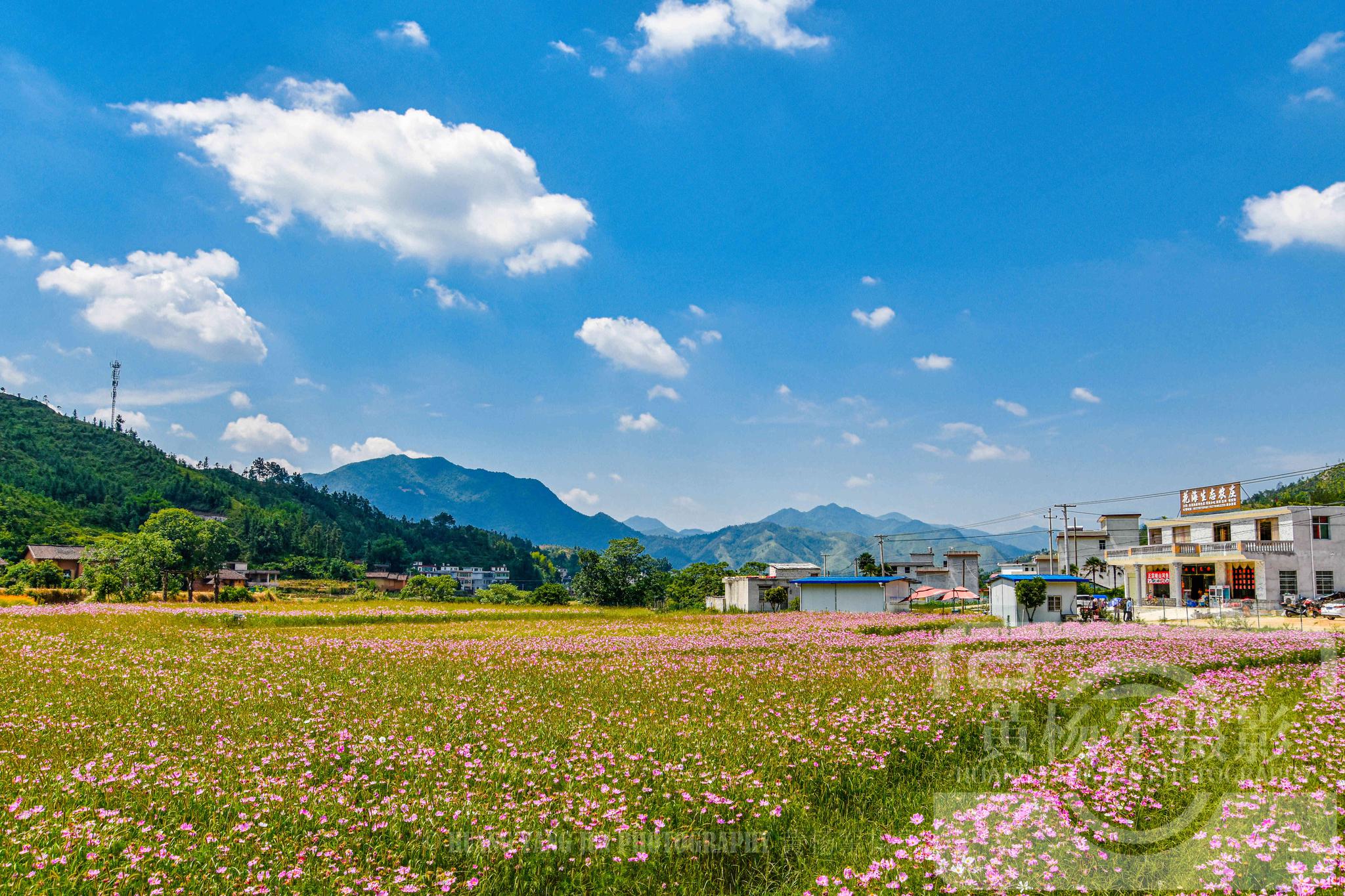 赣州于都县正坑村,蓝天白云下的花千谷百花争艳,乡村风景美如画_高清