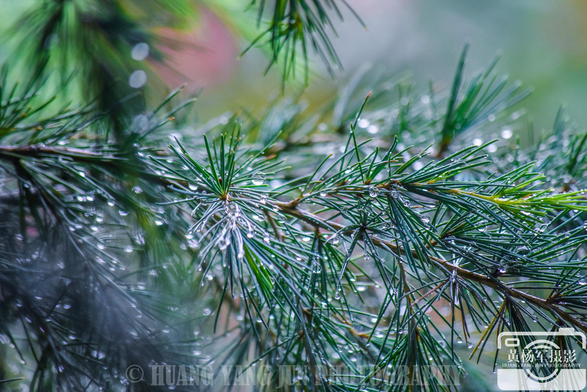 发现雨中松树的美