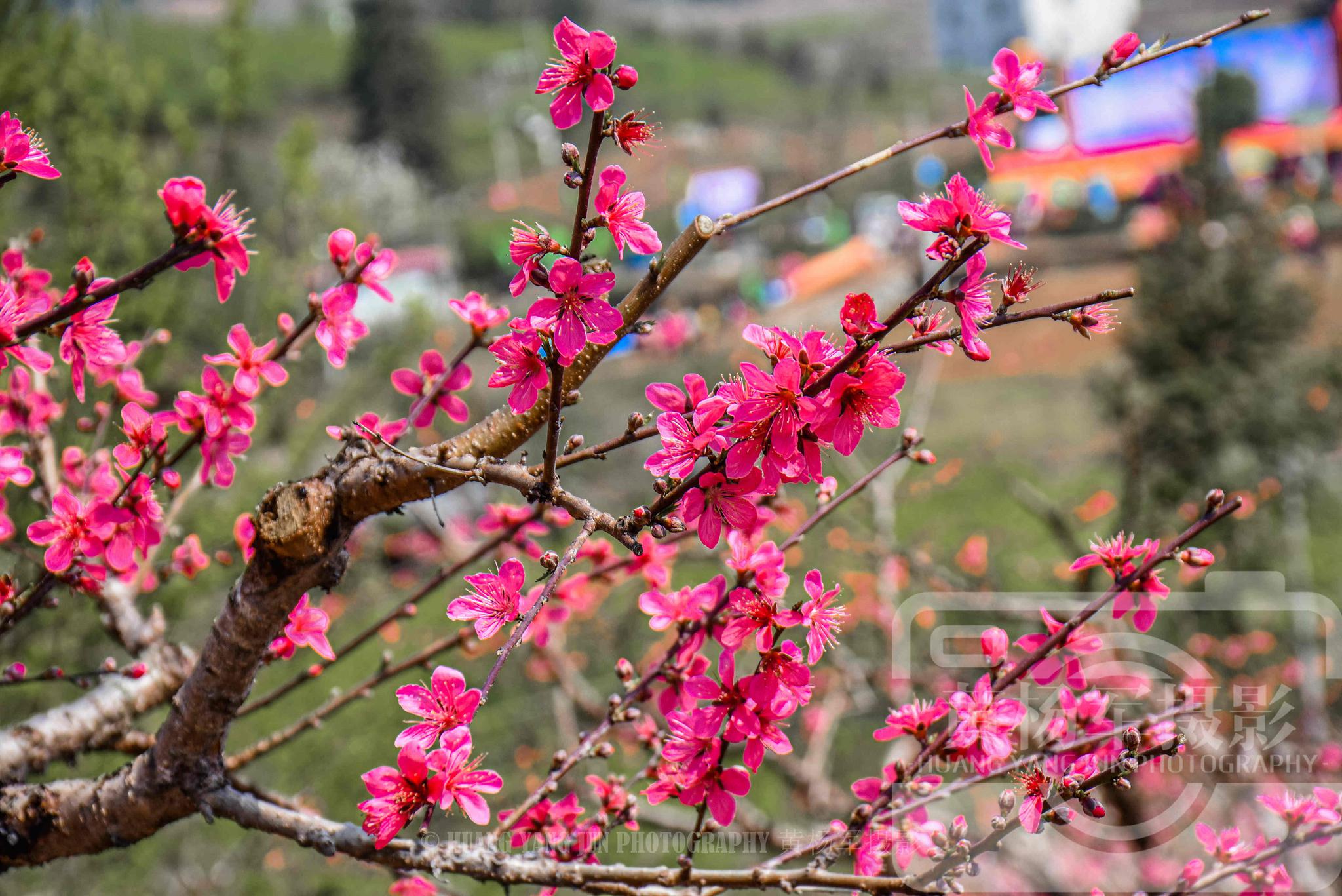 河源连平县春日里的鹰嘴桃花,红艳娇美的花朵开满乡村