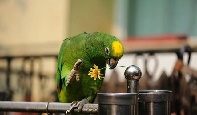 亚马逊鹦鹉说话能力排行蓝帽小黄帽仅排二三第一竟然是它