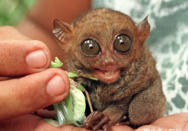 英国评选的世界最丑动物:长着一张苦瓜脸,却有一副"热心肠"