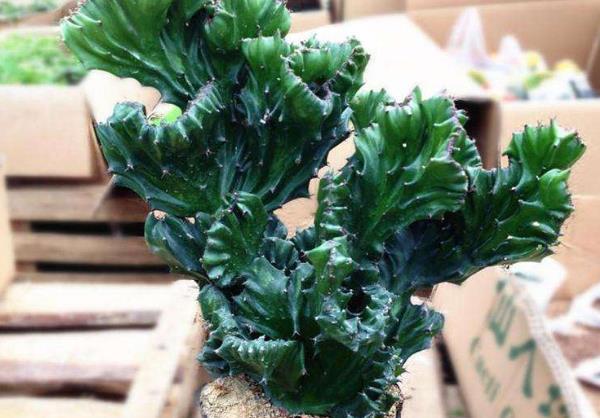 金麒麟相信很多人还有些陌生,其实金麒麟属于仙人掌类的植物,因为植株