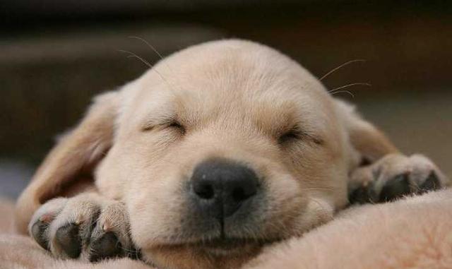 你家狗狗会发出"呜呜"的声音吗,"呜呜"声,它想表达什么?