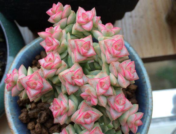 彩色蜡笔为多肉植物中的冬型种颜色靓丽也被称为蜡笔