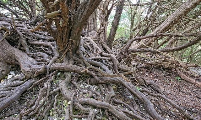 树根的破坏力到底有多强?看到这个涨知识了