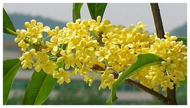 居室?盆栽4种香花，一年四季花香不断芳香怡人，泡茶喝清心安神|玫瑰花|化妆品|盆栽_新浪新闻