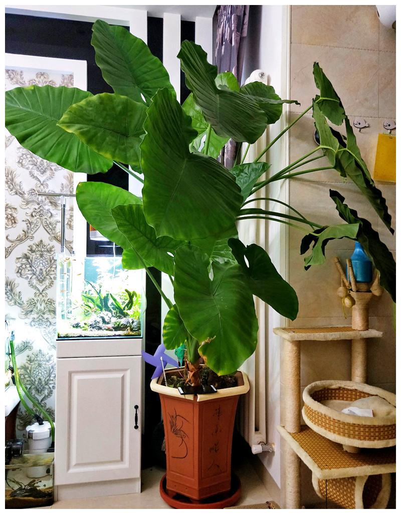 滴水观音用什么肥料最好(滴水观音用什么肥料长叶子) - 123植物网