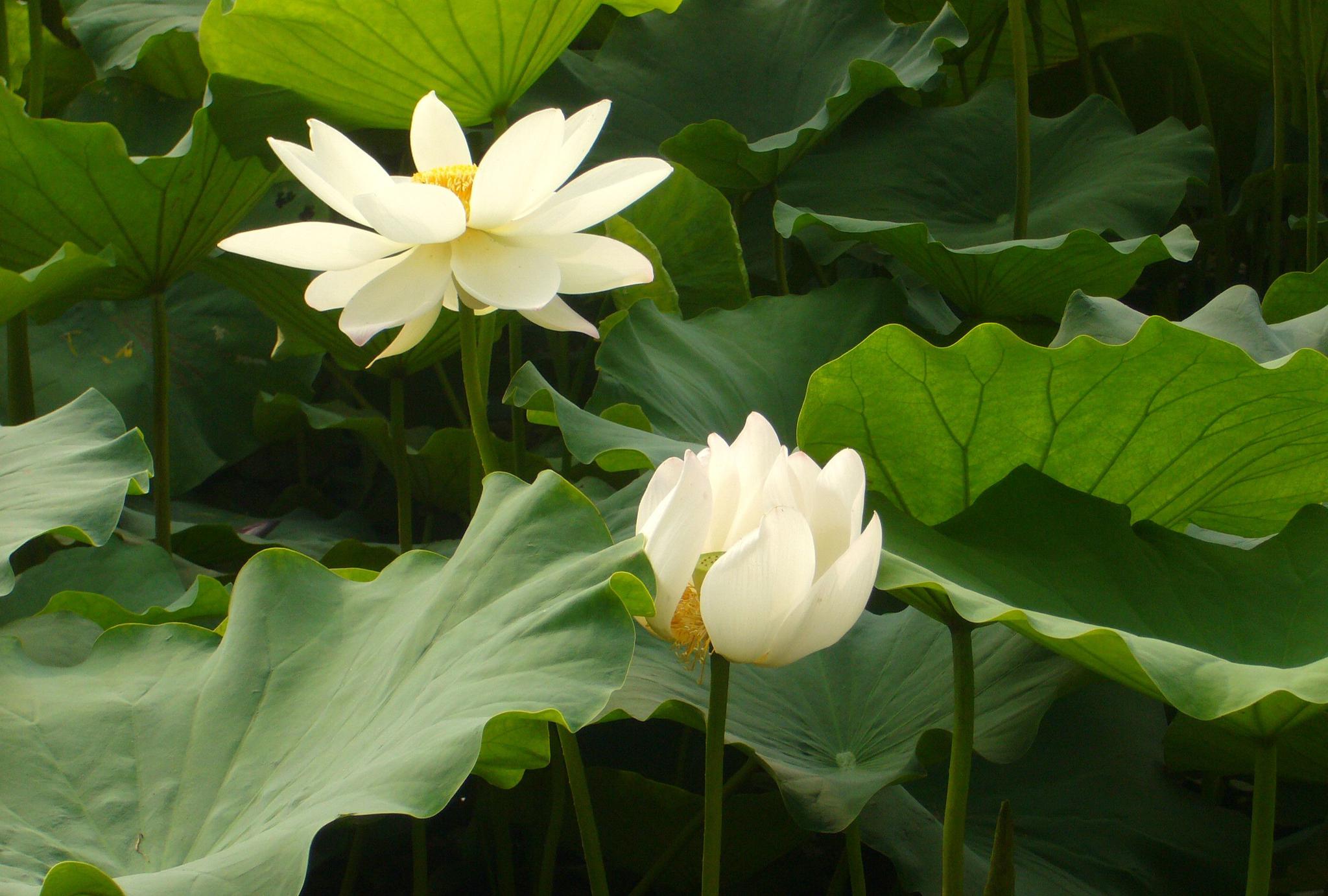 常州新闸荷园:荷花盛开,品种繁多,吸引众多摄影者和游客驻足