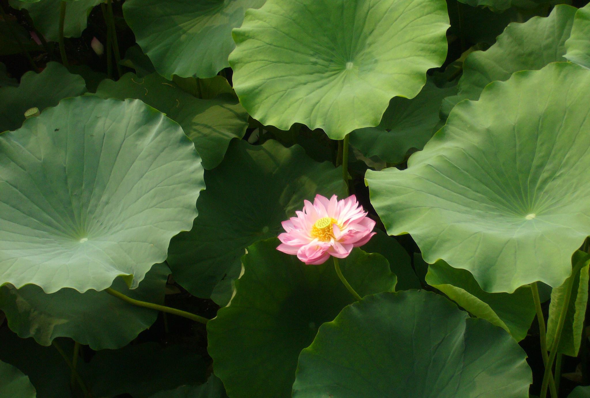 常州新闸荷园:荷花盛开,品种繁多,吸引众多摄影者和游客驻足