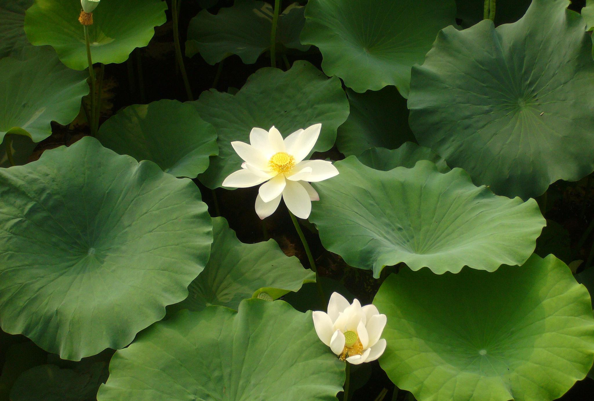 常州新闸荷园:荷花盛开,品种繁多,吸引众多摄影者和游客驻足