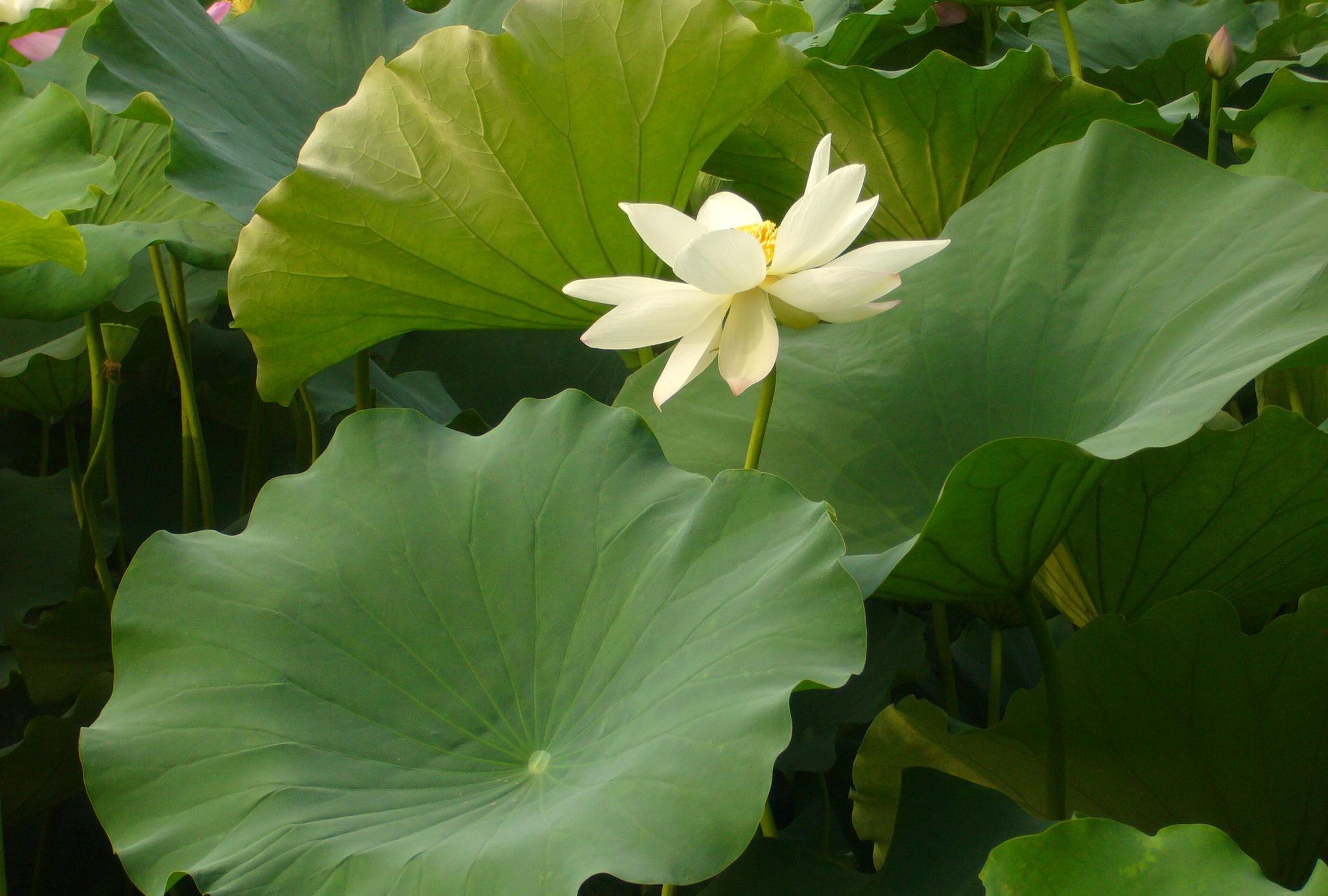 常州新闸荷园:荷花盛开,品种繁多,吸引众多摄影者和游客驻足