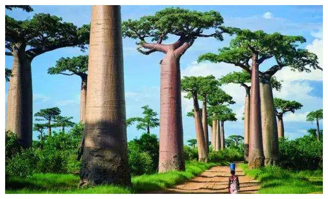 非洲生命之树轻松养活3代人果实烤熟后味道堪比面包