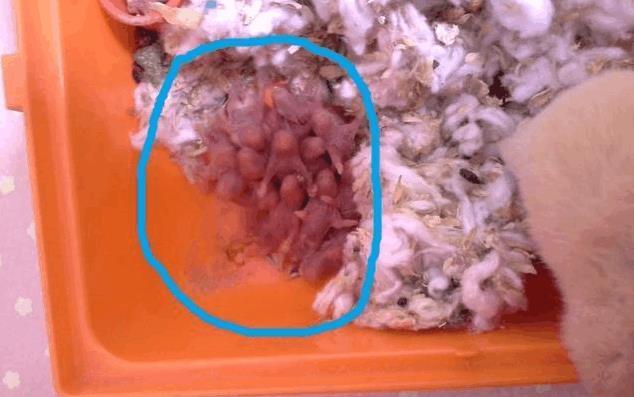 仓鼠妈妈使出洪荒之力, 一口气生了13只小鼠宝宝!