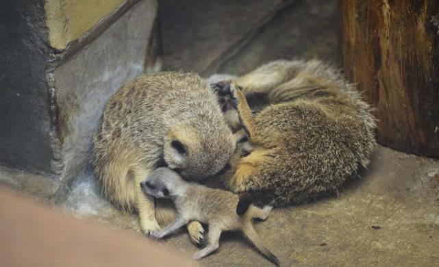 海猫幼崽向你发来可爱袭击,快来围观呀