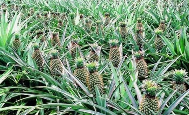 你只知凤梨菠萝好吃,却不知1个部位是一味“神奇”的中药