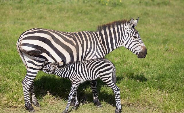 动物园的斑马都是在非洲引进的,斑马身上演化出的黑白条纹是为了身影