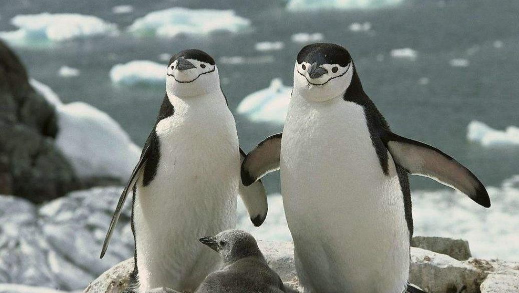 腾讯企鹅辅导怎么上课 腾讯企鹅辅导app怎么下载