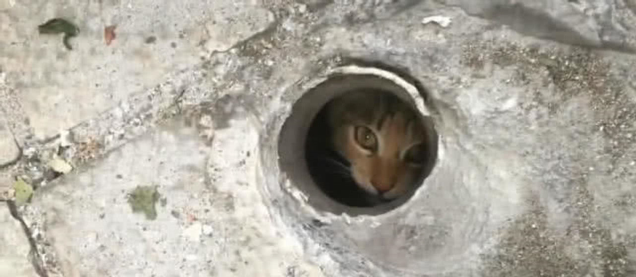 好奇小猫咪钻入洞中,被困数日出不来,居民好心拿来食物救助