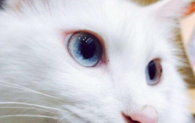 田园土猫被我们忽略太久了,其实它们才是,最值得养的猫咪品种|猫咪|土猫|猫_新浪新闻