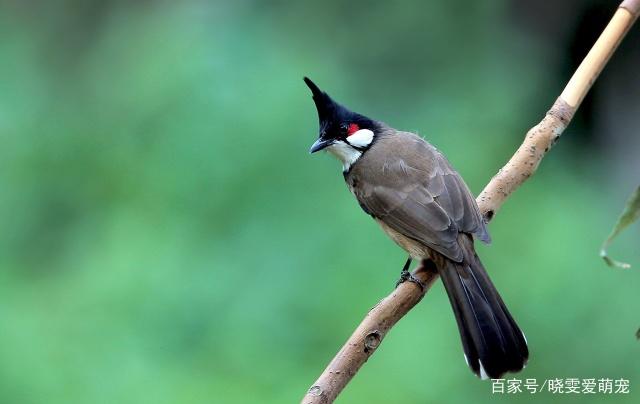 如何调配高髻冠的饲料这些制作方法要了解保证健康没多难