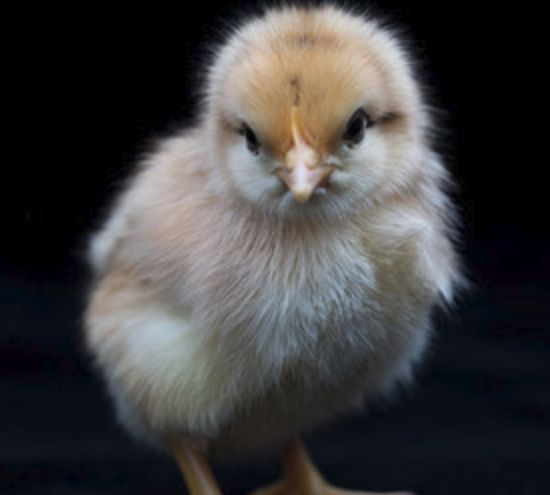 一群圆墩墩的小鸡,鼻子像两颗芝麻一样,就显得更加可爱啦_高清图集