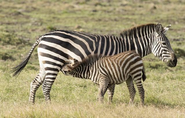 斑马身上的条纹有什么用?其实这也是它们存活到现在的原因!