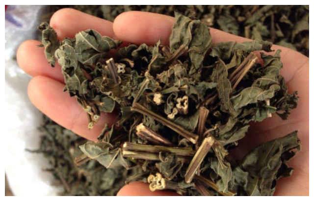 生长在野外的溪黄草农民用来煮草鱼味道一绝如今是珍贵的草药