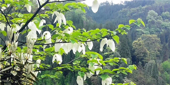 瓦屋山漫山花海,半山農莊邀你去四川