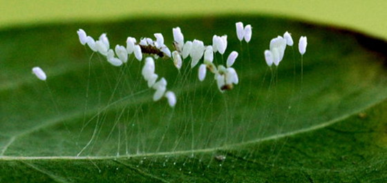 佛门中的吉花之真假优昙波罗花|婆罗|草蛉|波罗_新浪新闻