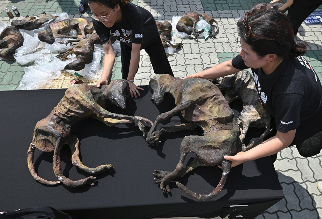 韩国狗肉节一派人反对吃狗肉一派人举行狗肉试吃会