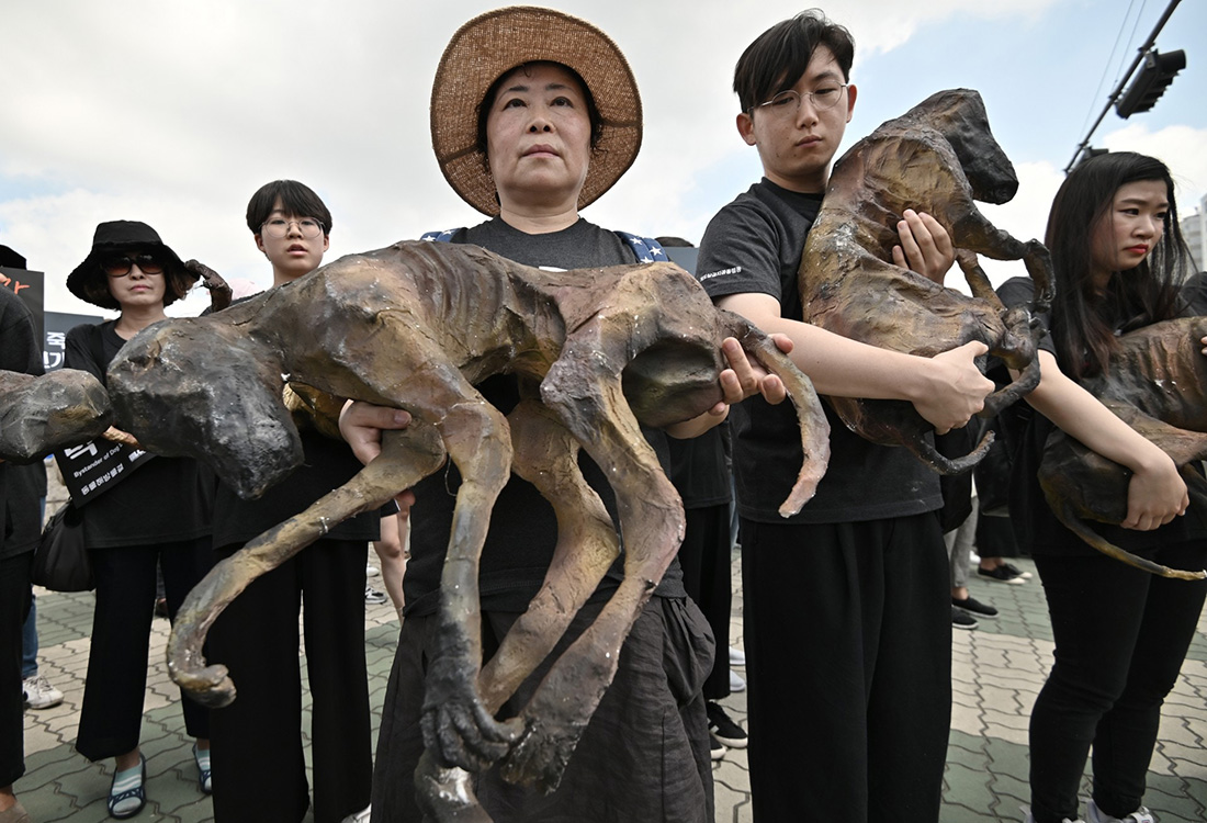 韩国狗肉节一派人反对吃狗肉一派人举行狗肉试吃会