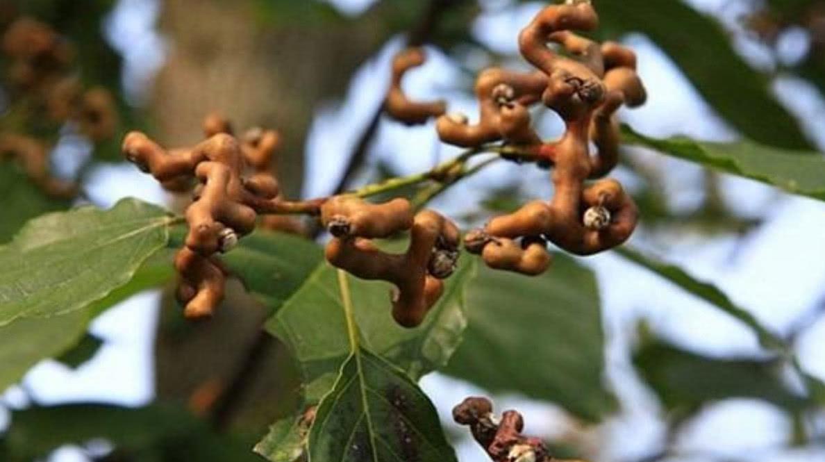 农村的这几种果子很少见了,满是童年的回忆,你吃过哪一些呢?