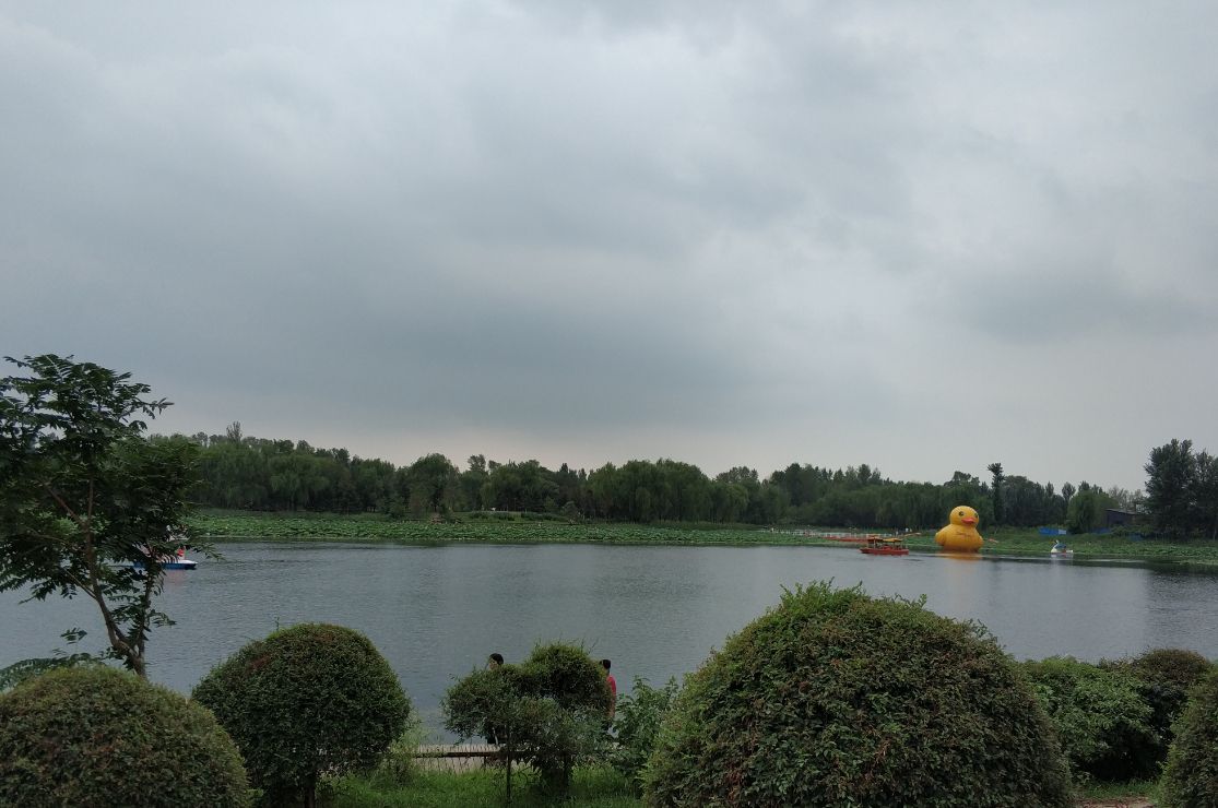 阴天中的沈阳东陵荷花池,一边看荷花,一边担心下雨
